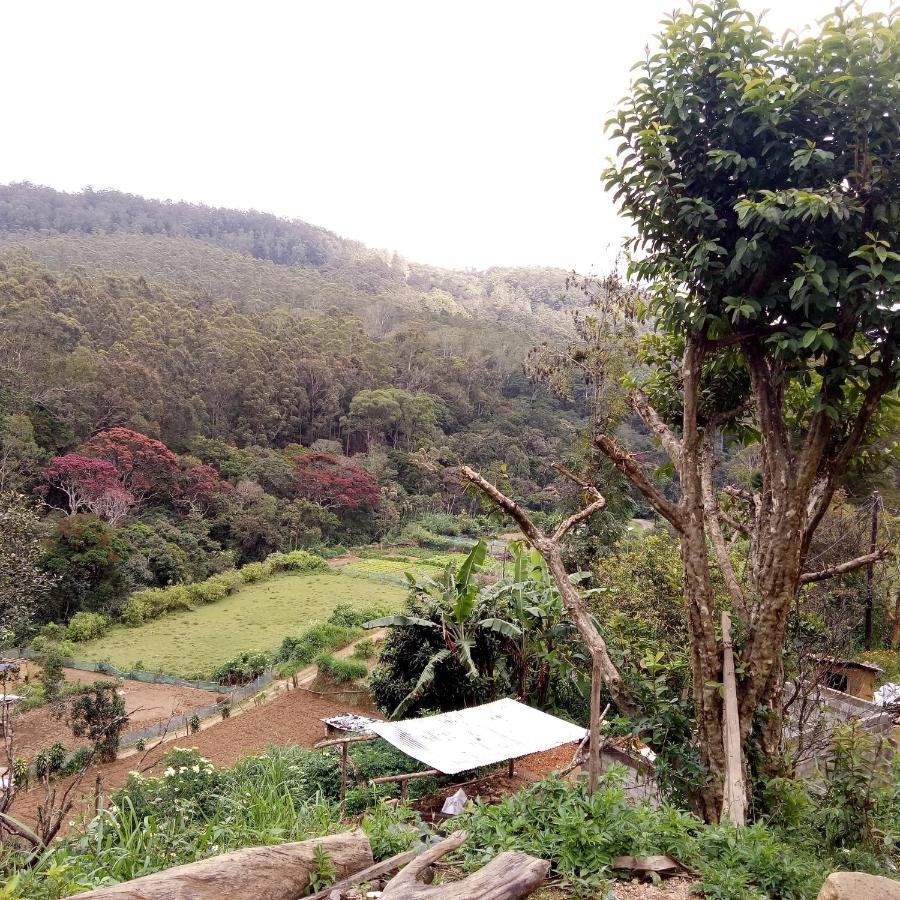Ohiya Jungle Resort エクステリア 写真